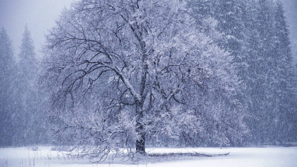 Beautiful Winter Tree - wallpaper desktop background