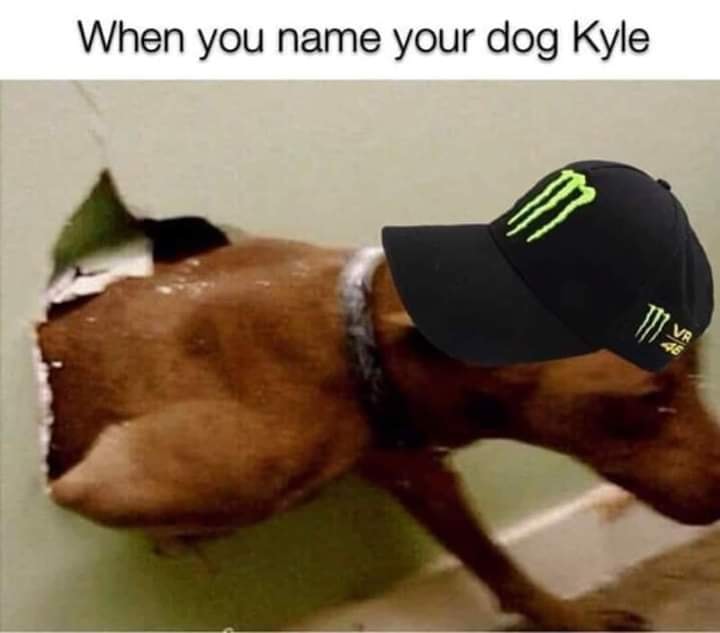 dog named kyle