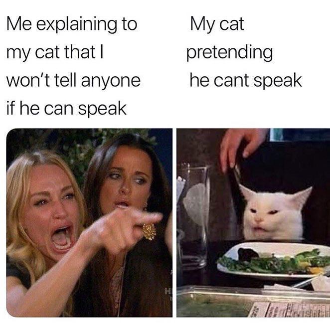 Cat Pretending He Cant Speak