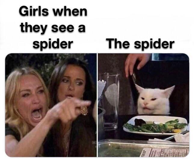 Girls When They See A Spider