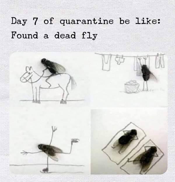 Day 7 Of Quarantine - quarantine memes