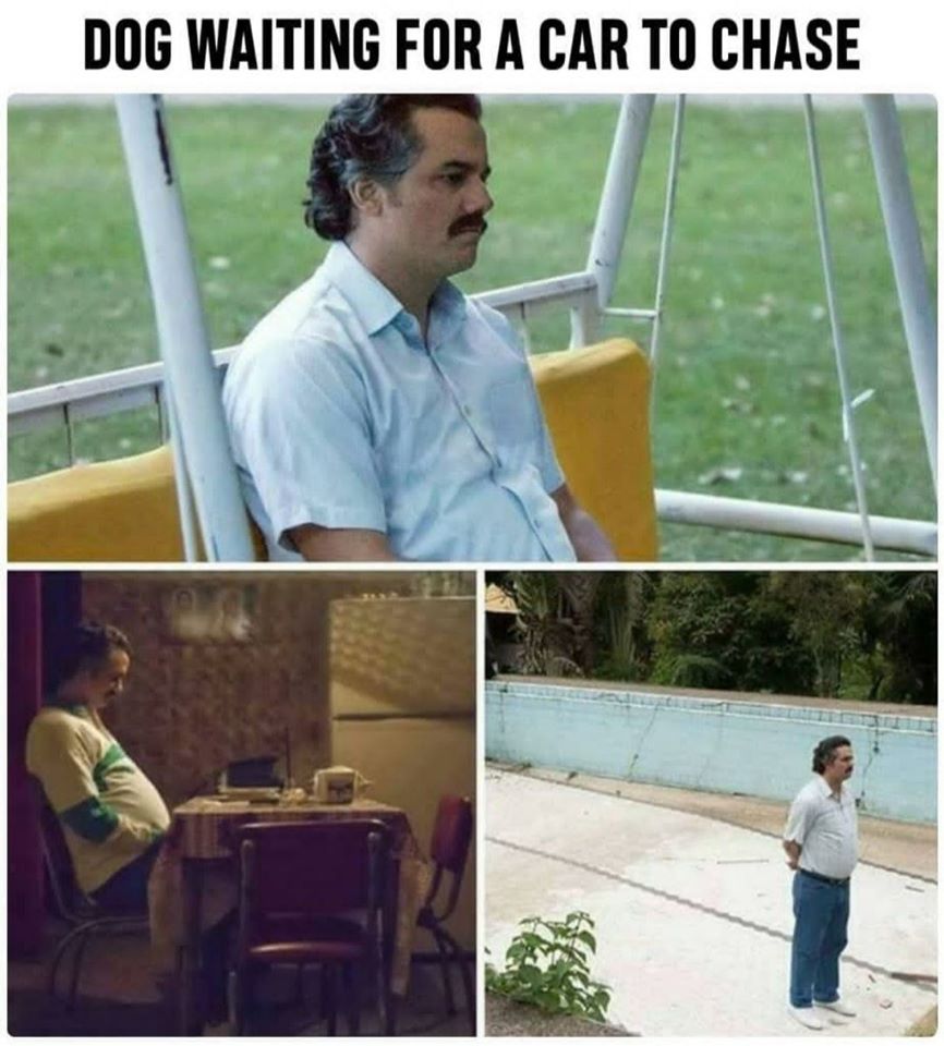 Dog Waiting For A Car To Chase - quarantine memes