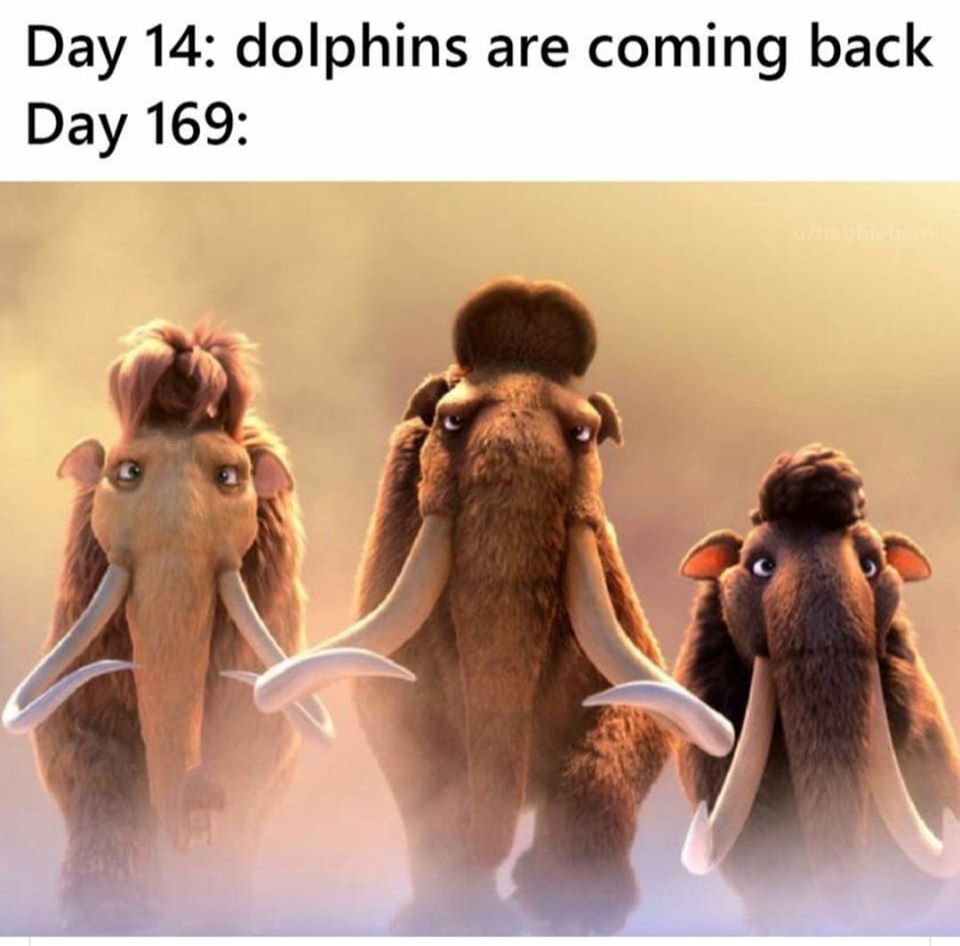Dolphins Are Coming Back 1 - quarantine memes
