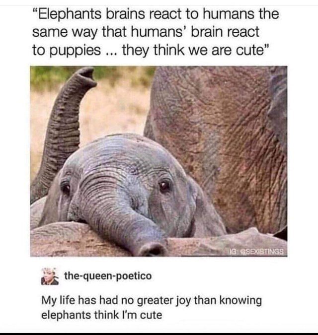 Elephants Think We Are Cute