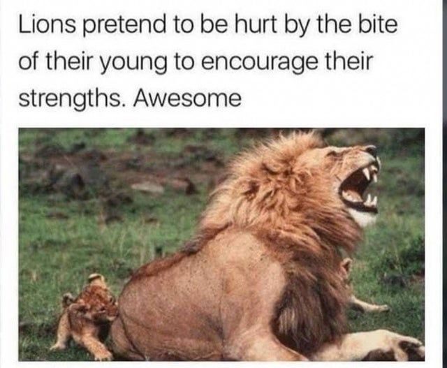 Lions Pretend To Be Hurt